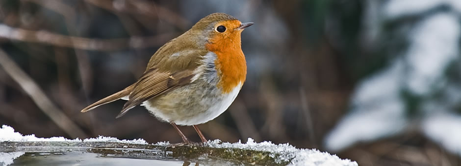 Encourage nature into your garden with our fantastic range of birds and wildlife care products. Bring birds into the garden with our bird feeds, bird tables and bird feeders. ...